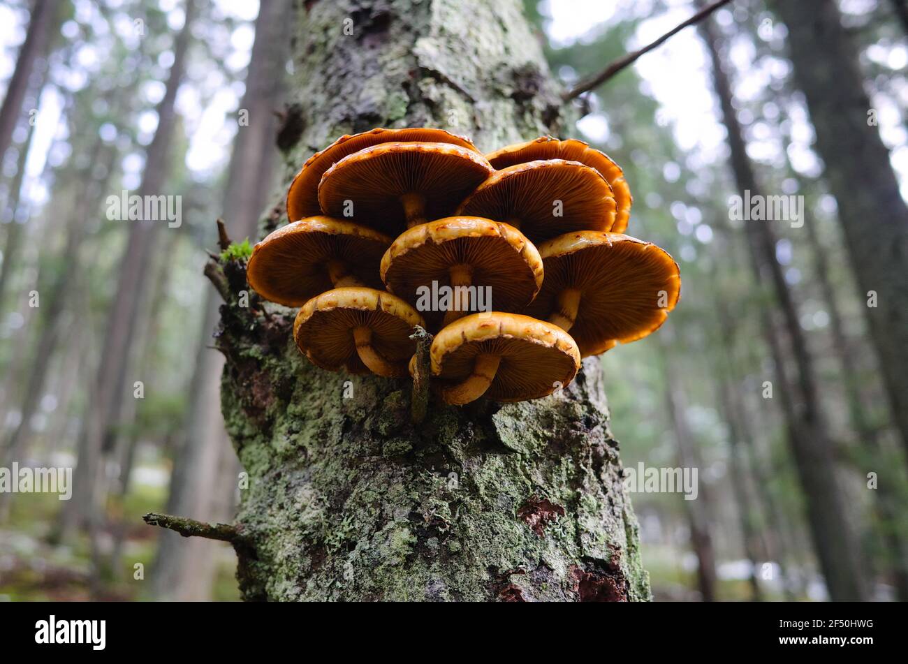 Beautiful orange mushrooms growing on tree bark in pine forest. Autumn season in mountains. Honey agarics close up on a trunk. Carpathian mountains Stock Photo