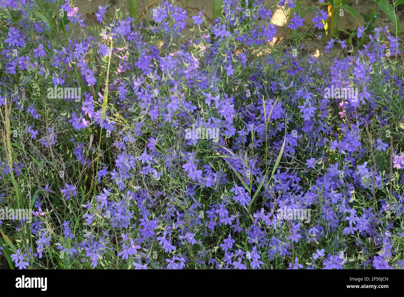 With field larkspur hi-res stock photography and images - Alamy