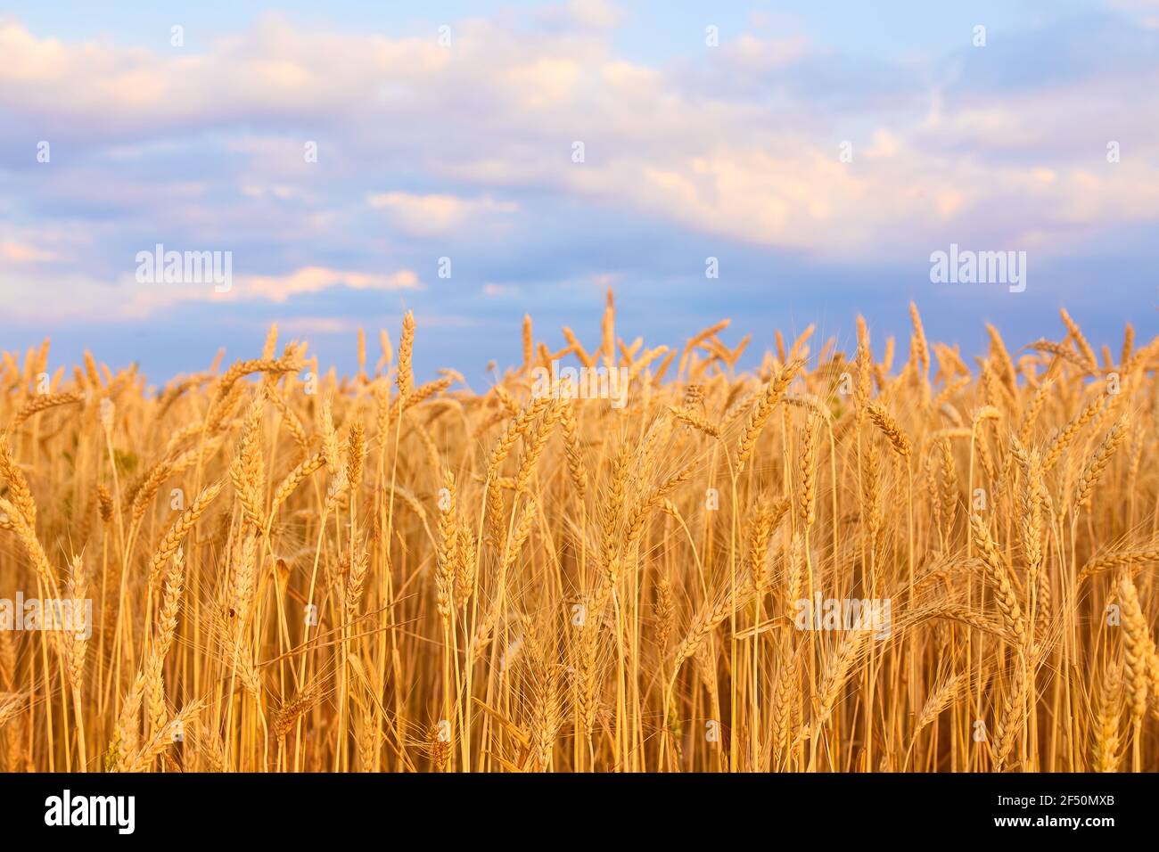Image of wheat field with blue sky, summer day Stock Photo - Alamy