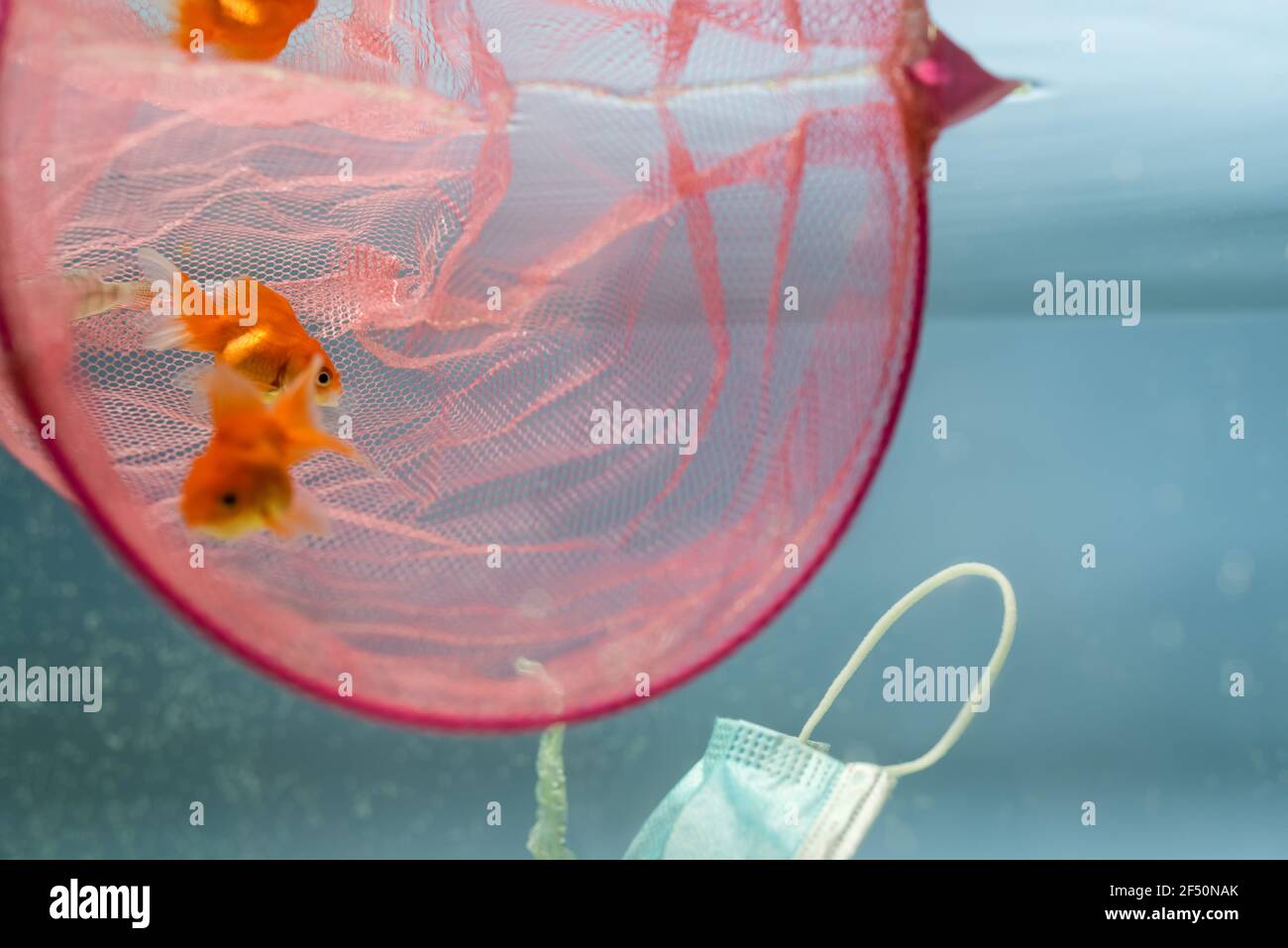Fish net aquarium hi-res stock photography and images - Page 2 - Alamy