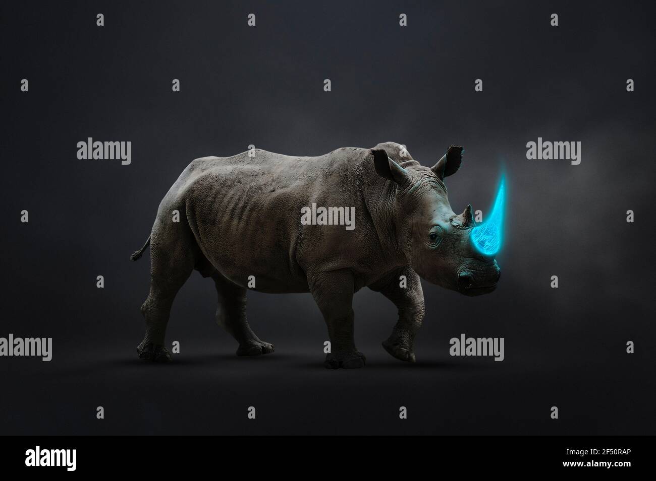Rhinoceros with blue tusk vulnerable to poaching Stock Photo