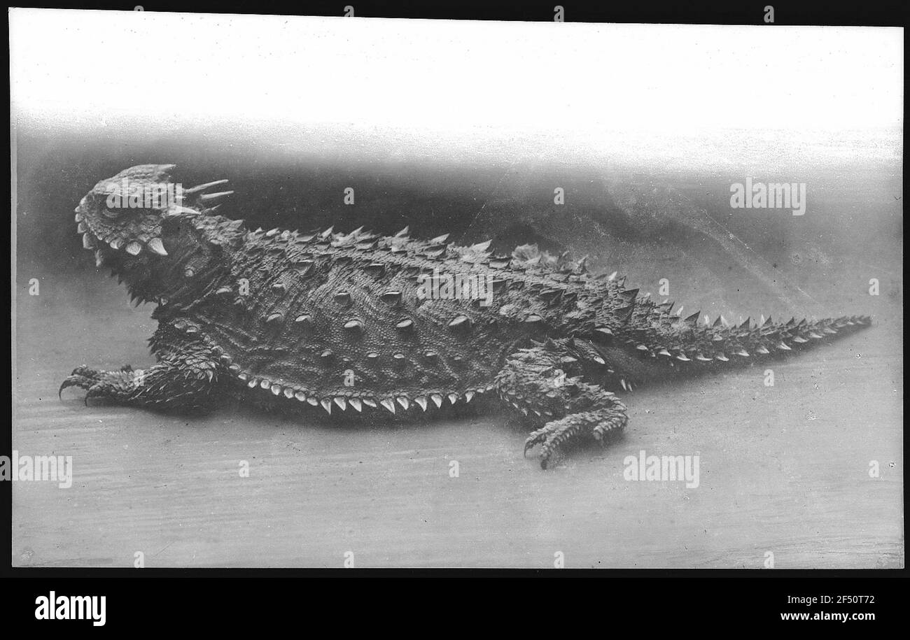 The Horned Toad Stock Photo Alamy