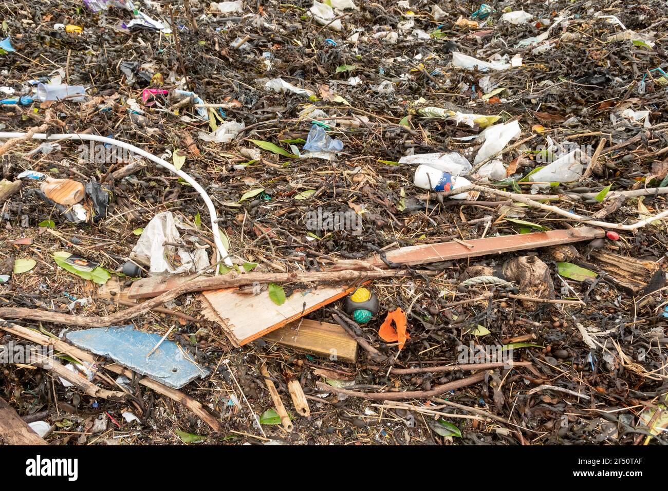 Marine litter including plastic washed up with seaweed on the shores of Arrochar, Loch Long, Scotland, UK Stock Photo