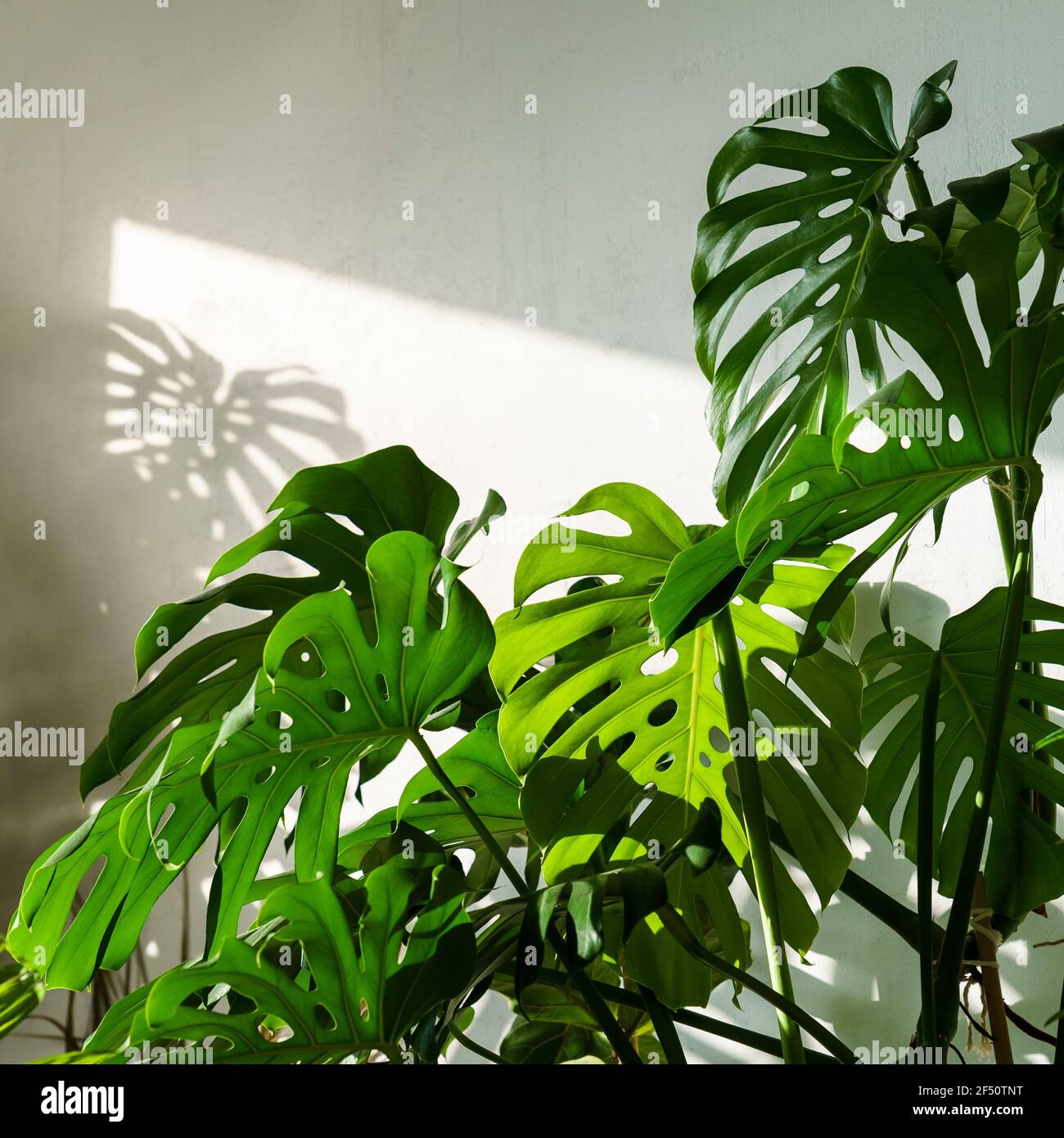 Fresh green leaves Monstera houseplant in living room over white wall at  sun light. Home gardening Stock Photo - Alamy