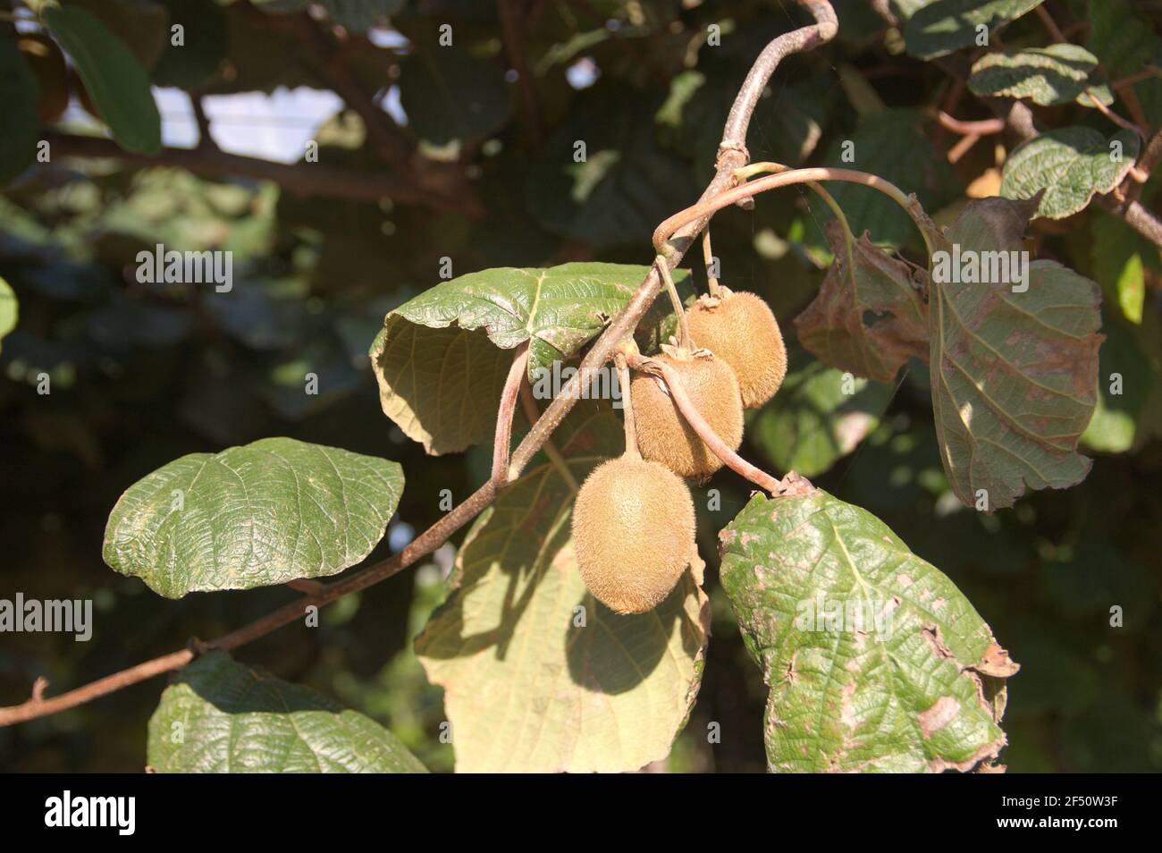 Detail of a branch of a kiwi tree (Actinidia deliciosa) with ripe fruits and leaves in a plantation during the summer Stock Photo