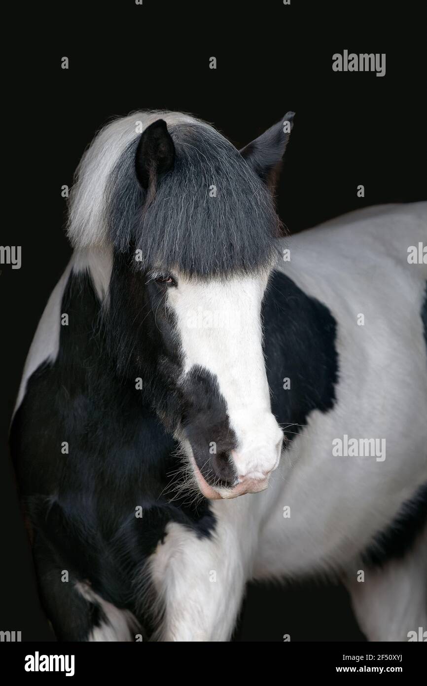 Black and White Cob Horse Stock Photo Alamy