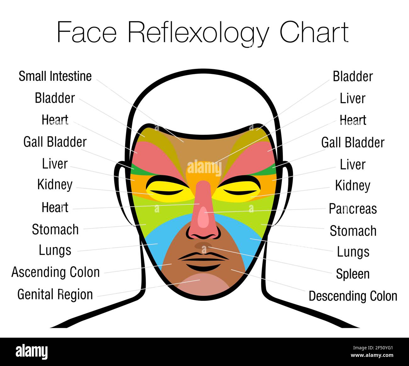 Face reflexology chart. Alternative acupressure and physiotherapy health treatment. Zone massage chart with colored areas and names of internal organs. Stock Photo