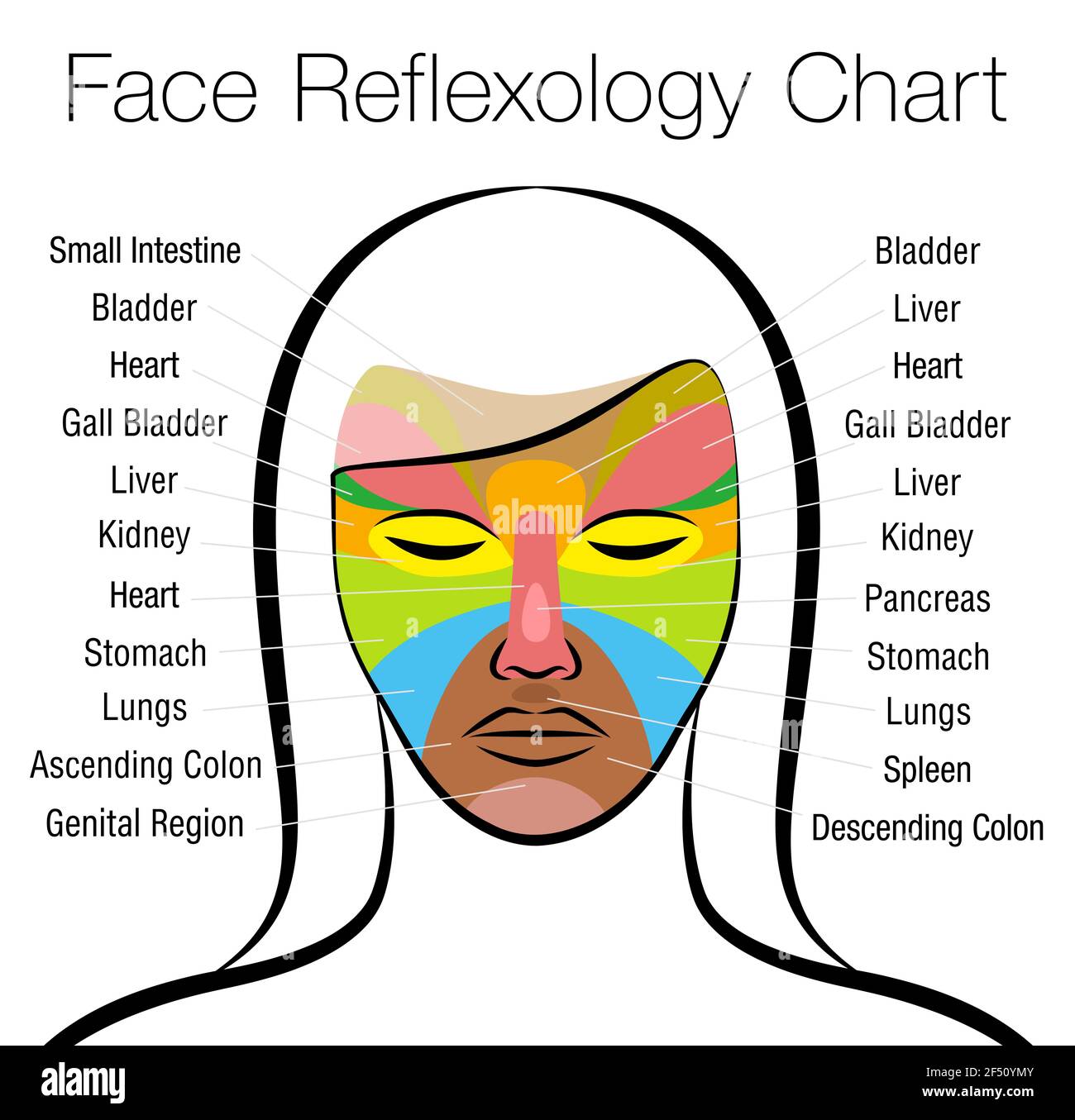 Face reflexology chart. Female face with colored areas and names of corresponding internal organs. Alternative acupressure and physiotherapy health. Stock Photo
