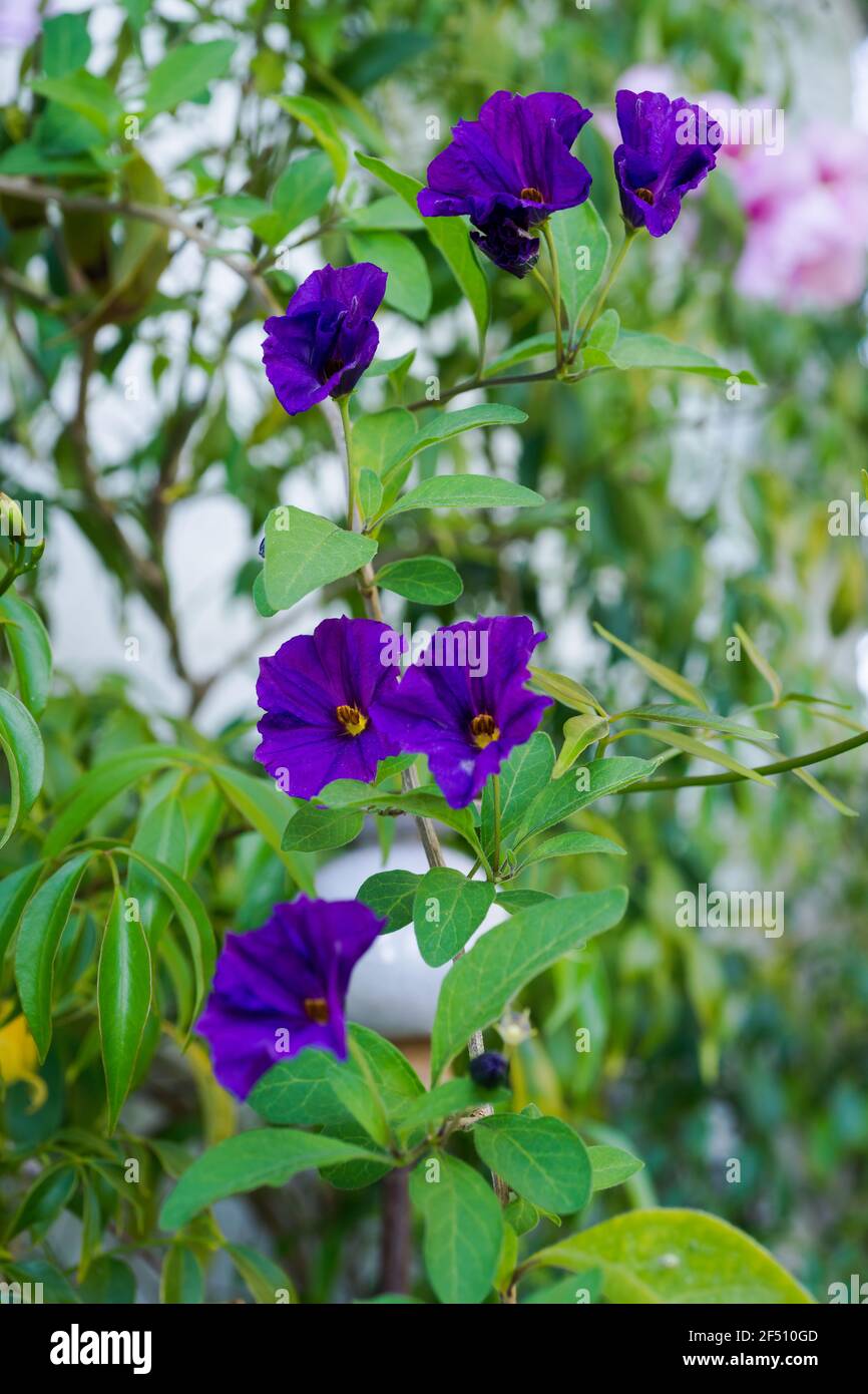 Blue Potato Bush (Lycianthes rantonnetii) blooming in May on the French Riviera. Stock Photo
