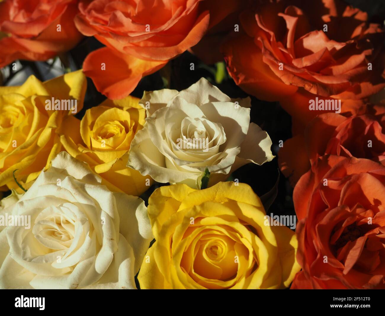Collection of roses hi-res stock photography and images - Alamy