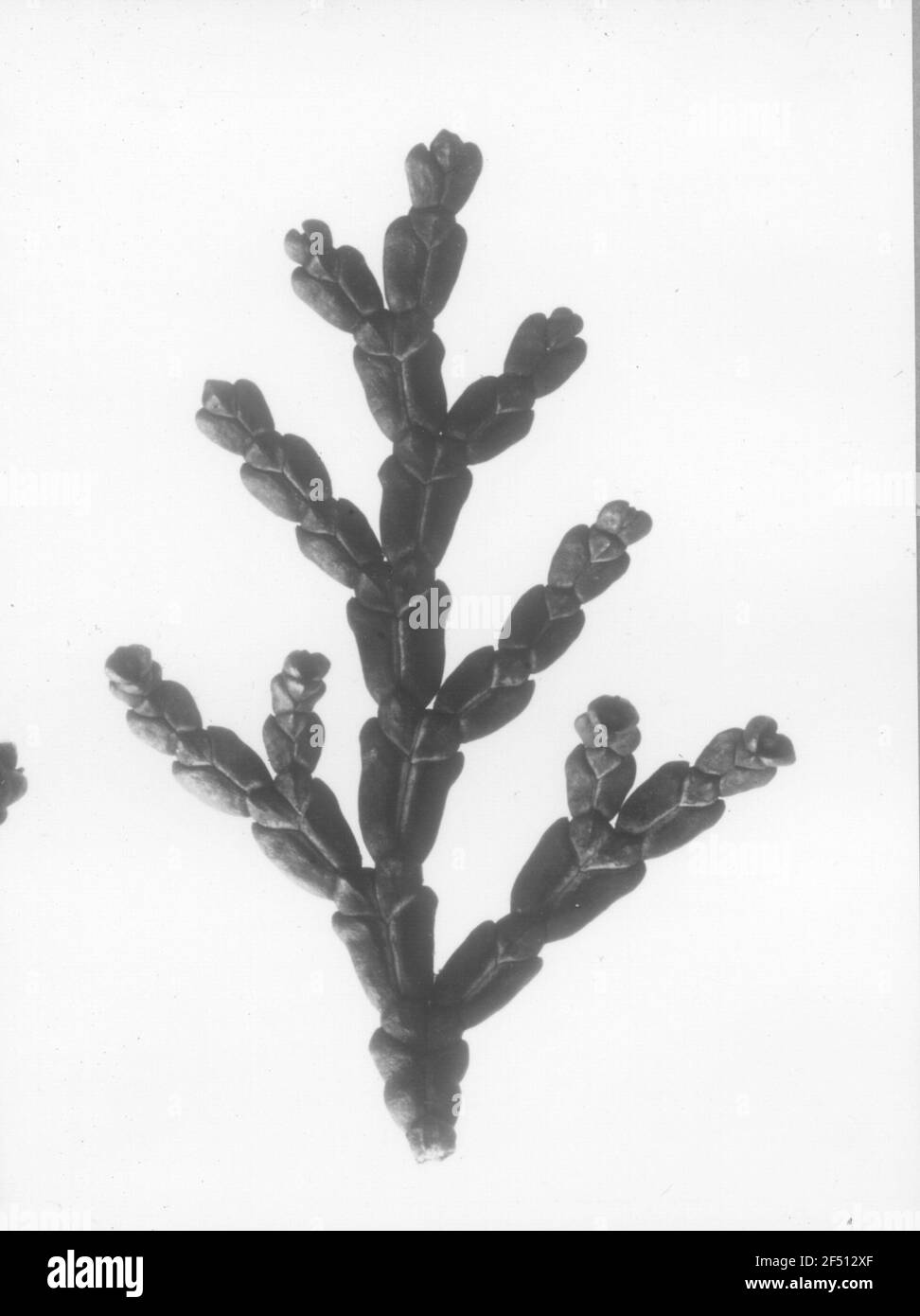 Pea-fruity white skeather or sham cypress (Chamaecyparis pisifera), branch top Stock Photo
