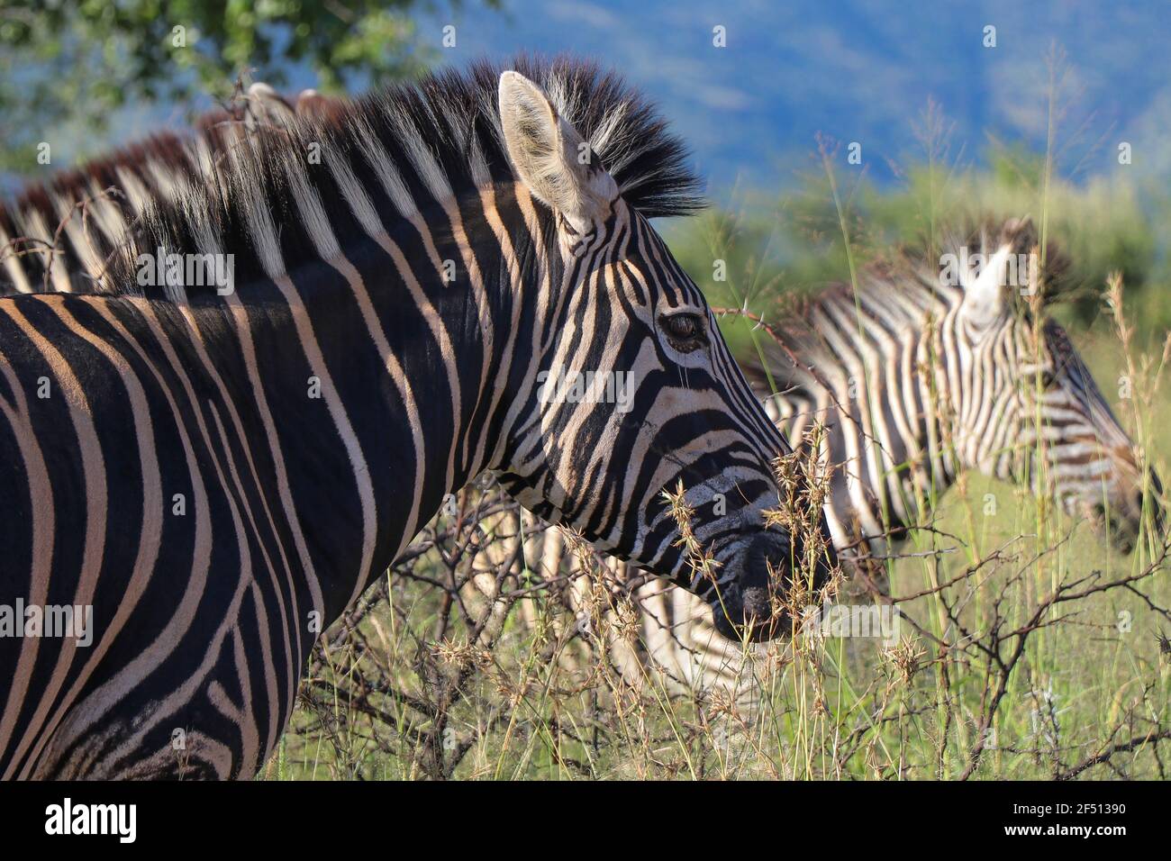 Africa safari animals sunset hi-res stock photography and images - Alamy