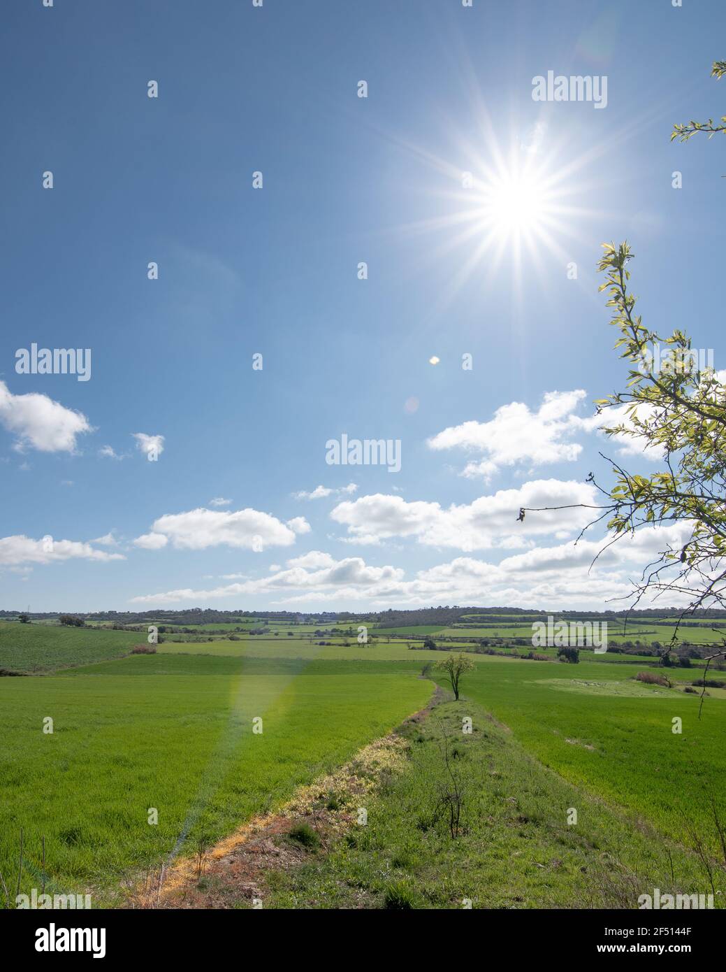 landscape of green cereal fields with blue sky and clouds, vertical ...