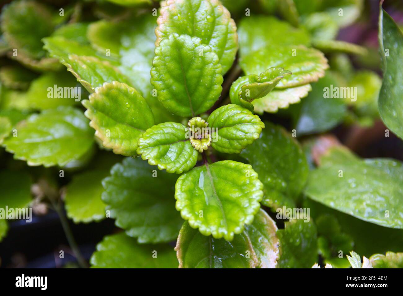 Closeup of the leaves of a money plant known as plectranthus verticillatus Stock Photo