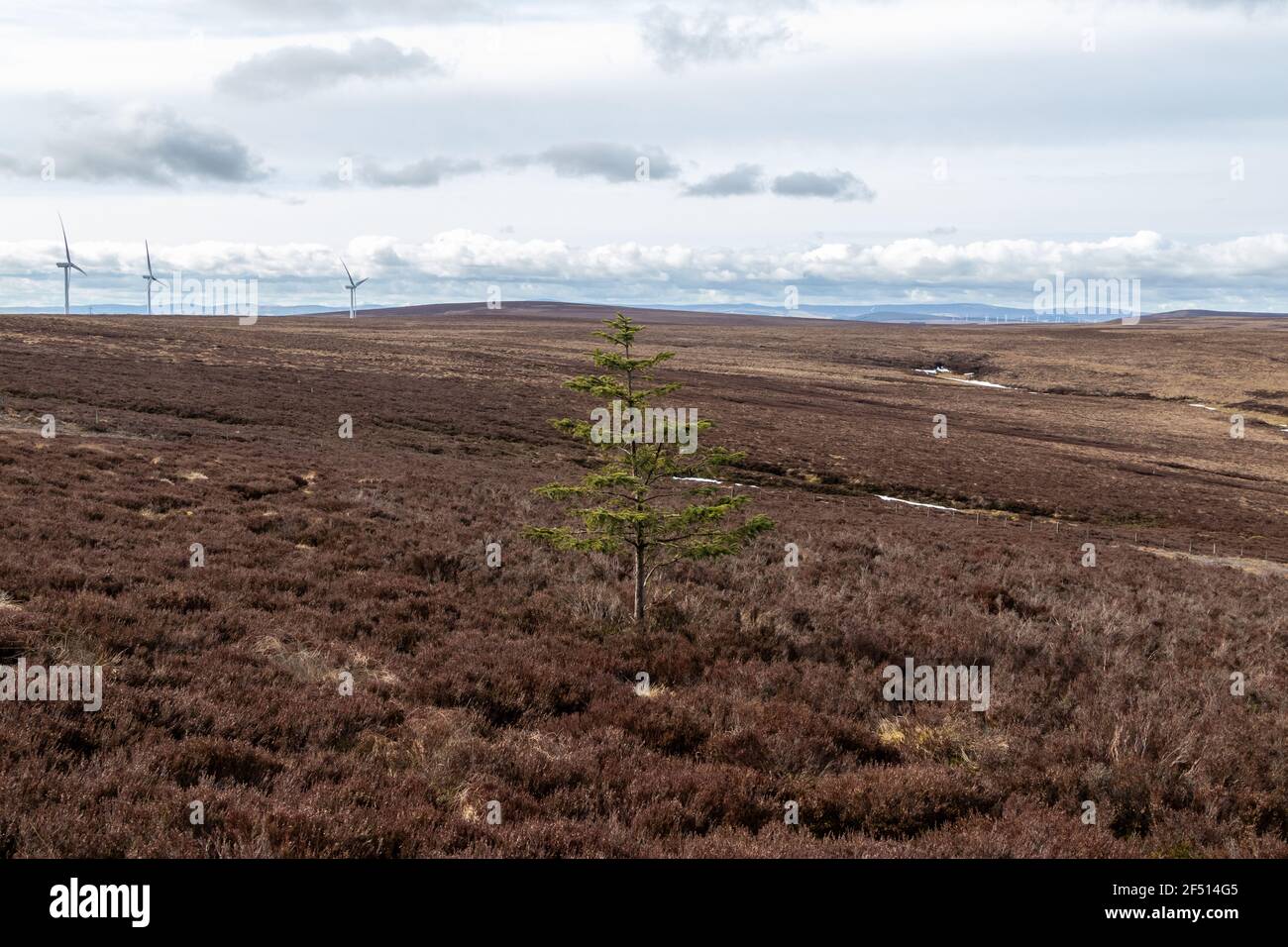 A single tree near the summit of Meikle Says Law hill with a wind farm behind, Lammermuir hills, East Lothian Stock Photo