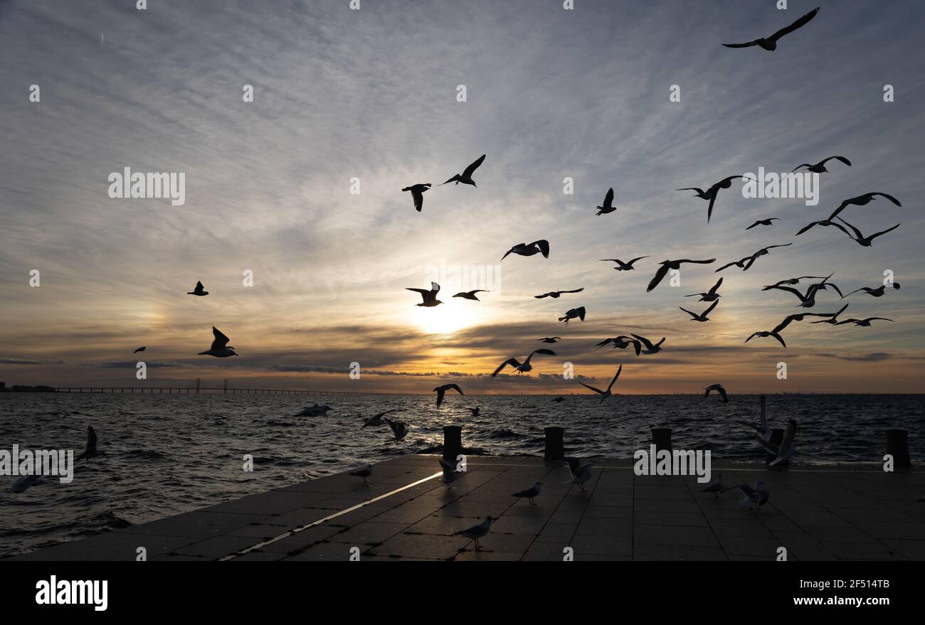 Halo on the sky and seagulls flying above the sea Stock Photo
