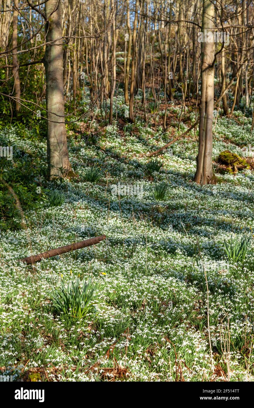 A carpet of snowdrops in the woodland around Balcarres Estate near Colinsburgh, Fife, Scotland