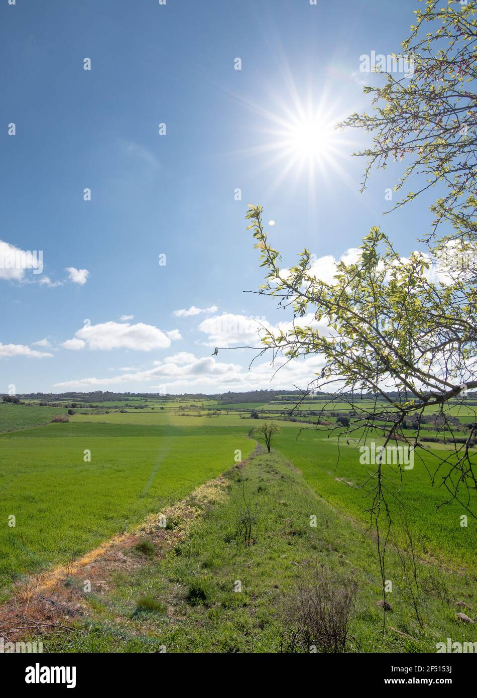 landscape of green cereal fields with blue sky and clouds, vertical ...