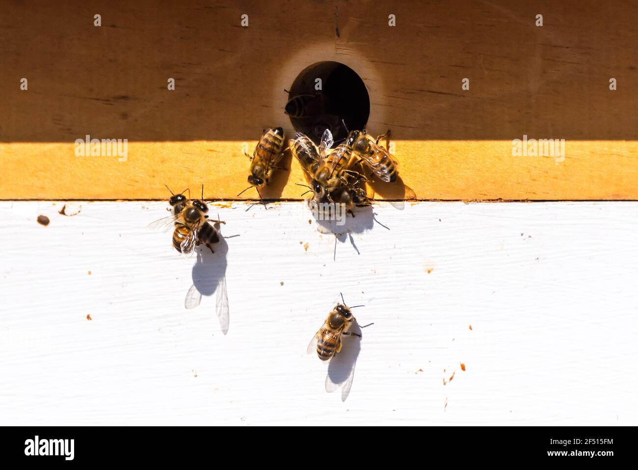Man made beehives hires stock photography and images Alamy