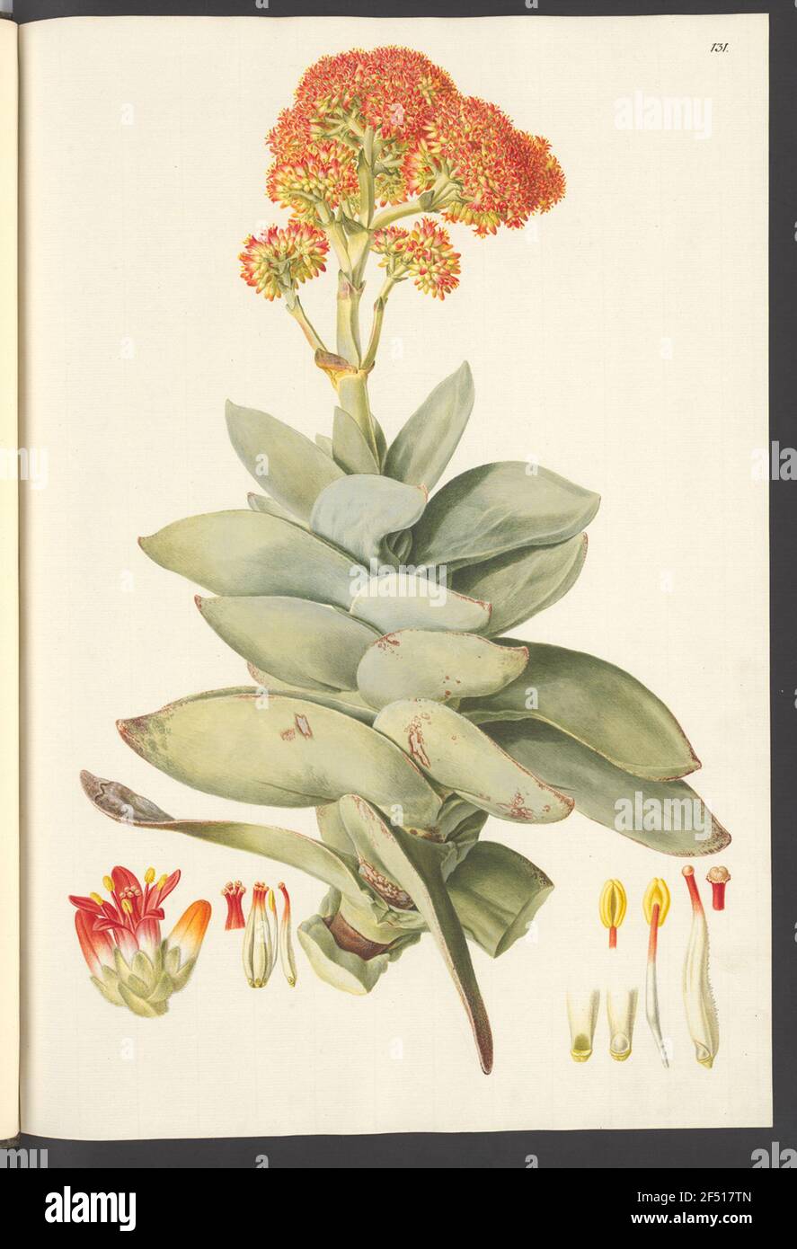 Crassulas hi-res stock photography and images - Alamy