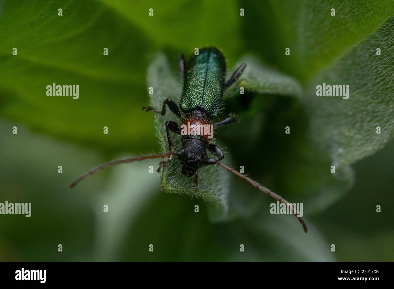 Macro closeup of a beetle on a green leaf Stock Photo - Alamy