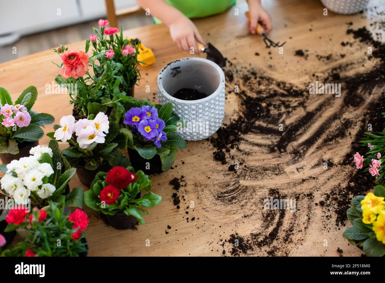 Little gardeners planting potted flowers it the kitchen Stock Photo - Alamy