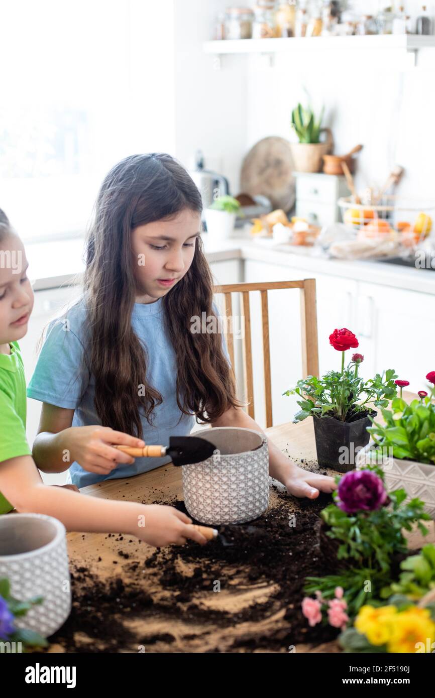 Live botany lessons in the kitchen while homeschooling Stock Photo Alamy