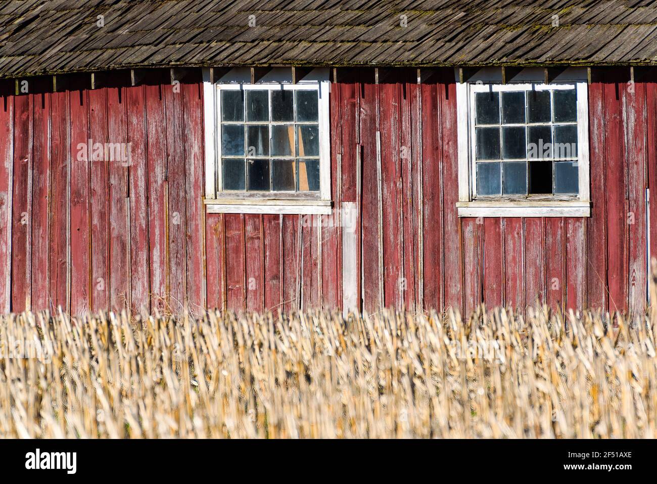Pair of white windows in an old red barn behind corn stalks with a wooden roof above Stock Photo