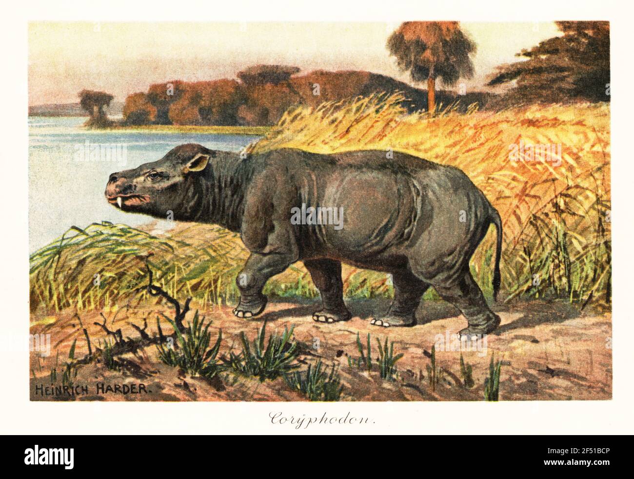 Coryphodon radians, extinct pantodont mammal of the Eocene. Coryphodon testis. Colour printed illustration after Heinrich Harder from Wilhelm Bolsche’s Tiere der Urwelt (Animals of the Prehistoric World), Reichardt Cocoa company, Hamburg, 1908. Heinrich Harder (1858-1935) was a German landscape artist and book illustrator. Stock Photo