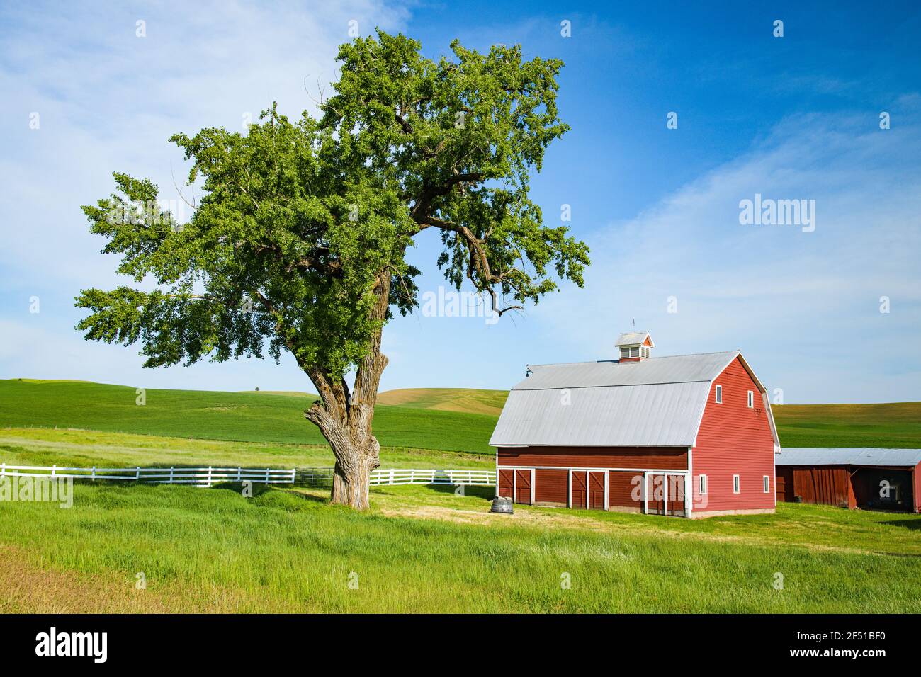 Traditional countryside scene of red barn and mature tree in the Palouse Region of Washington State in North America under a prefect pale blue sky Stock Photo