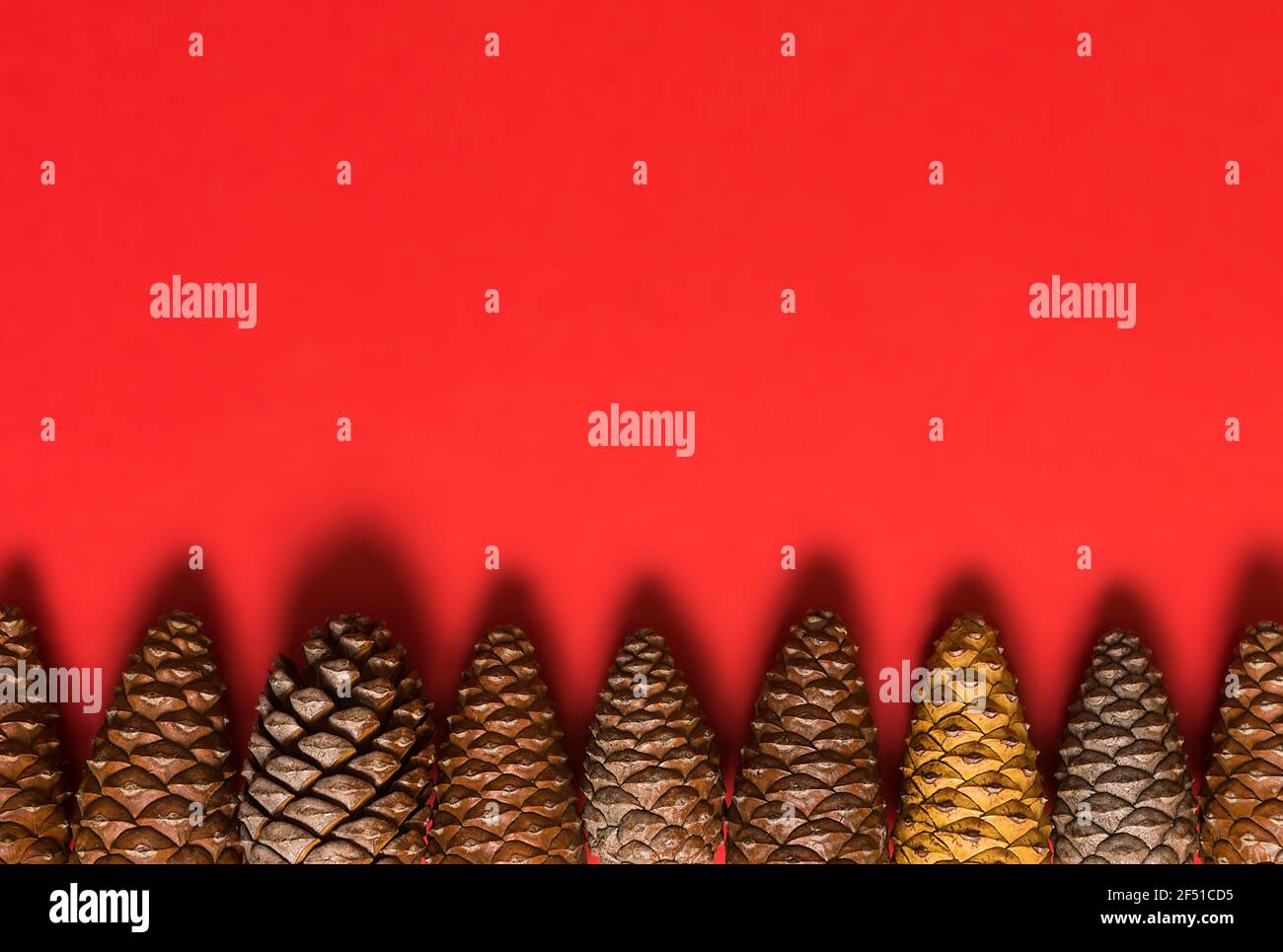 multi colored pine cones arranged in a row at the bottom of the image with soft shadow on red background with empty space for christmas design Stock Photo