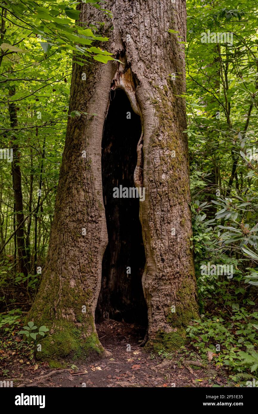 Large Hollow Cavern In Tree Trunk in Great Smoky Mountains National Park Stock Photo