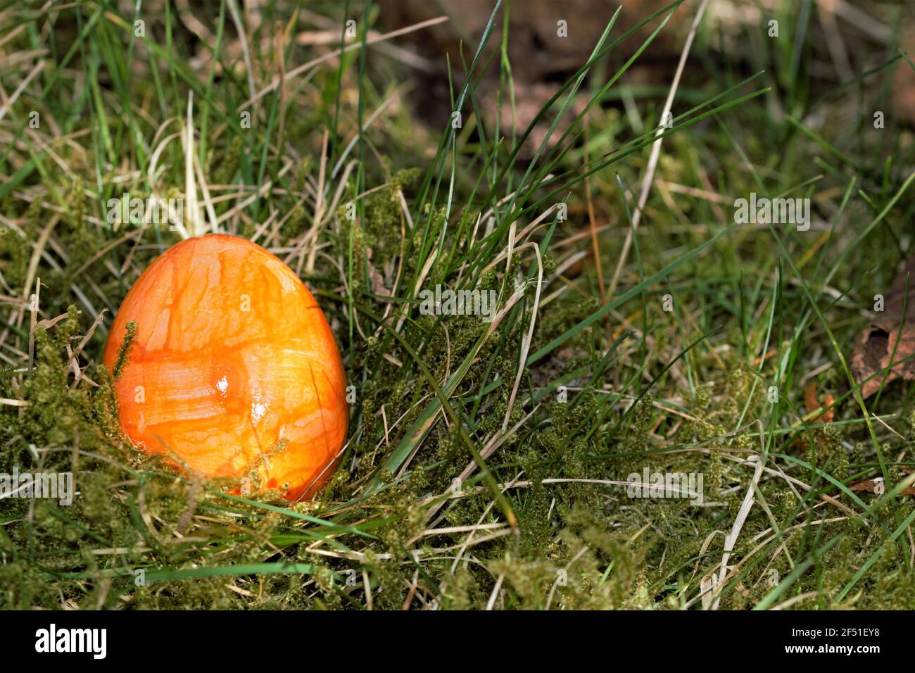 Close-up of one coloured egg in the mossy grass Stock Photo