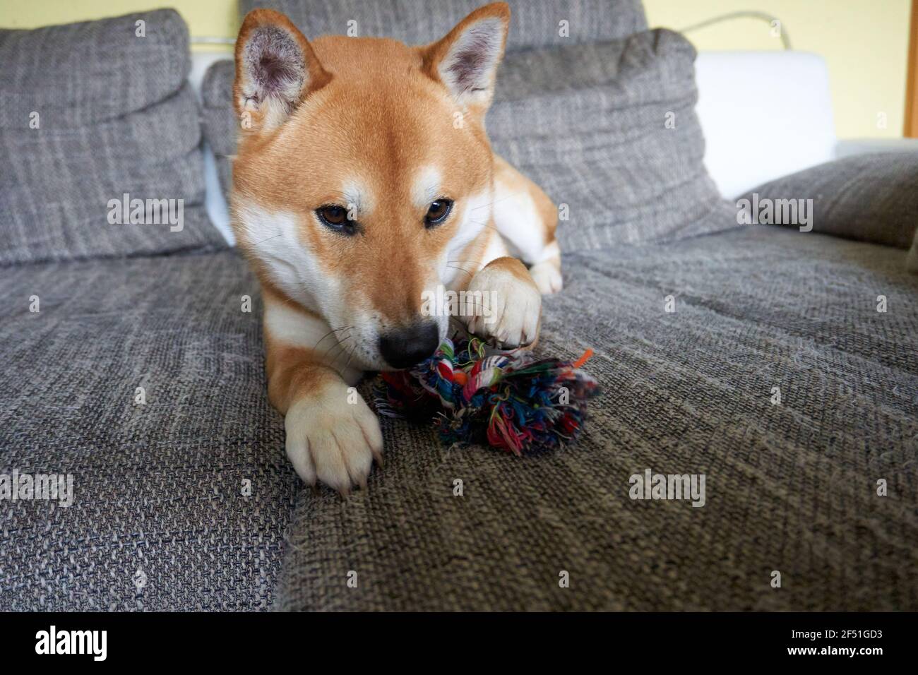 dog chewing on pillows