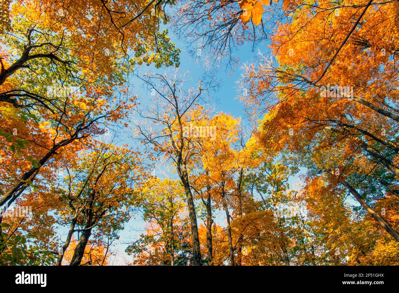 Looking up at a variety of brightly coloured leaves covering the forest in Autumn in Canada Stock Photo