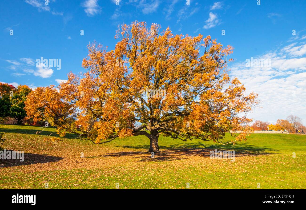 Sessile Oak in Autumn with orange foliage, with a bright blue sky and