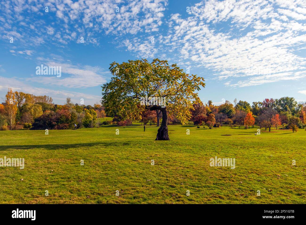 A lone tree in a field with lush green grass and a bright blue sky with ...