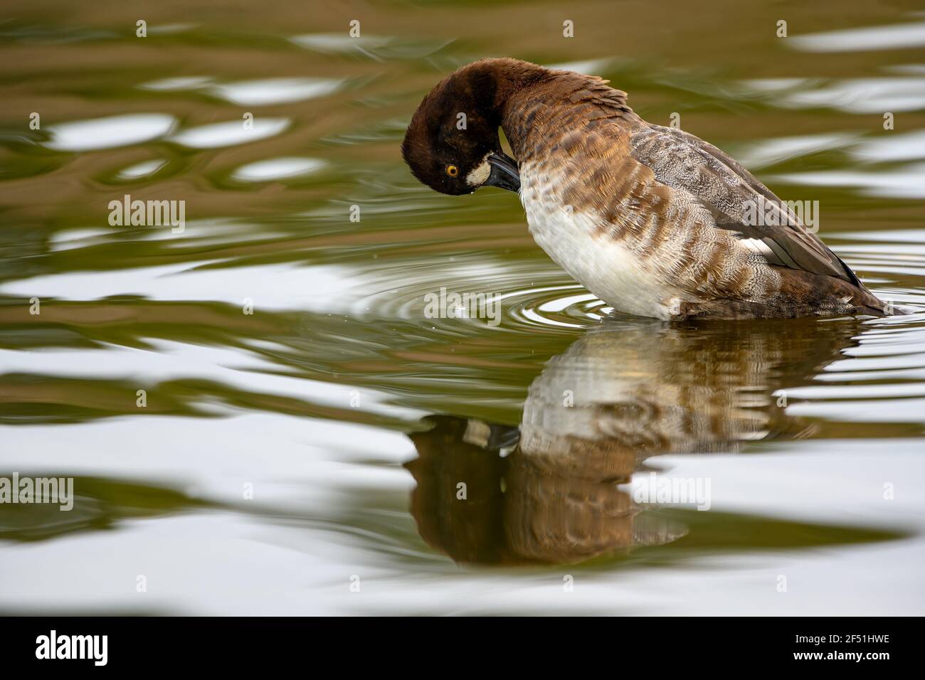 Lesser scaup (Aythya affinis) female, swimming with its reflection on a Canadian lake Stock Photo