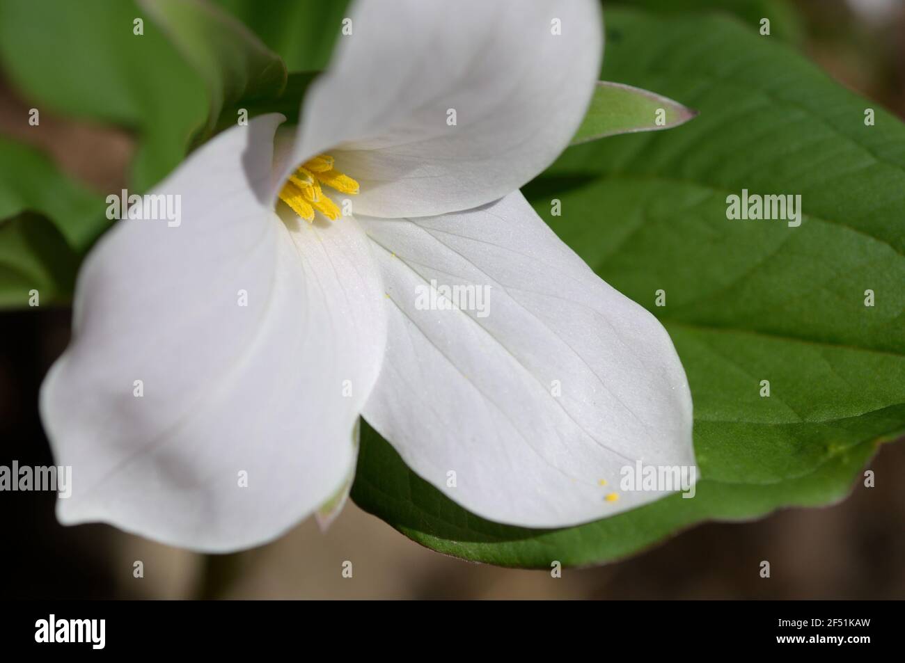 close up of a trillium wildflower Stock Photo
