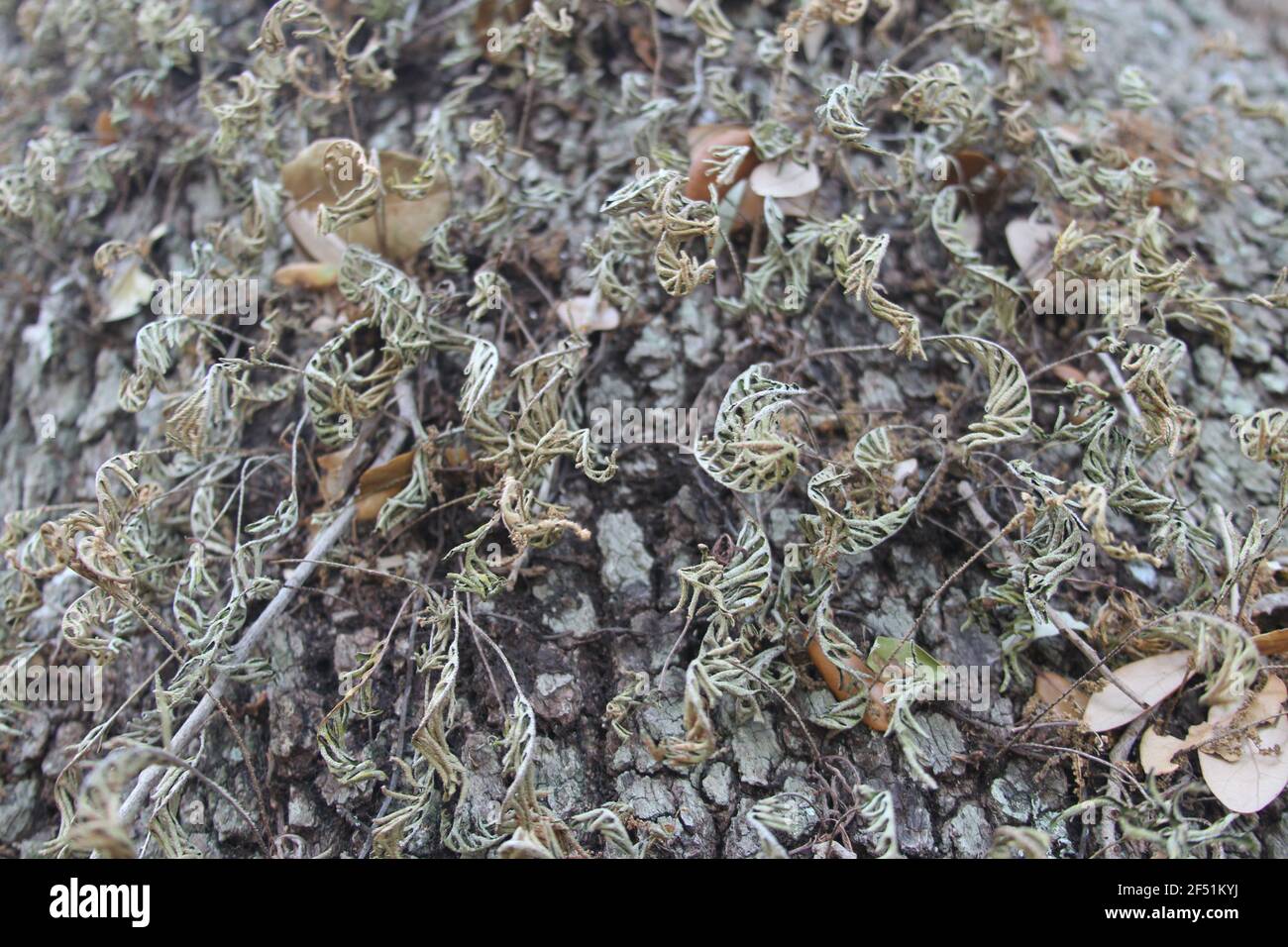 tree moss close up on a tree Stock Photo