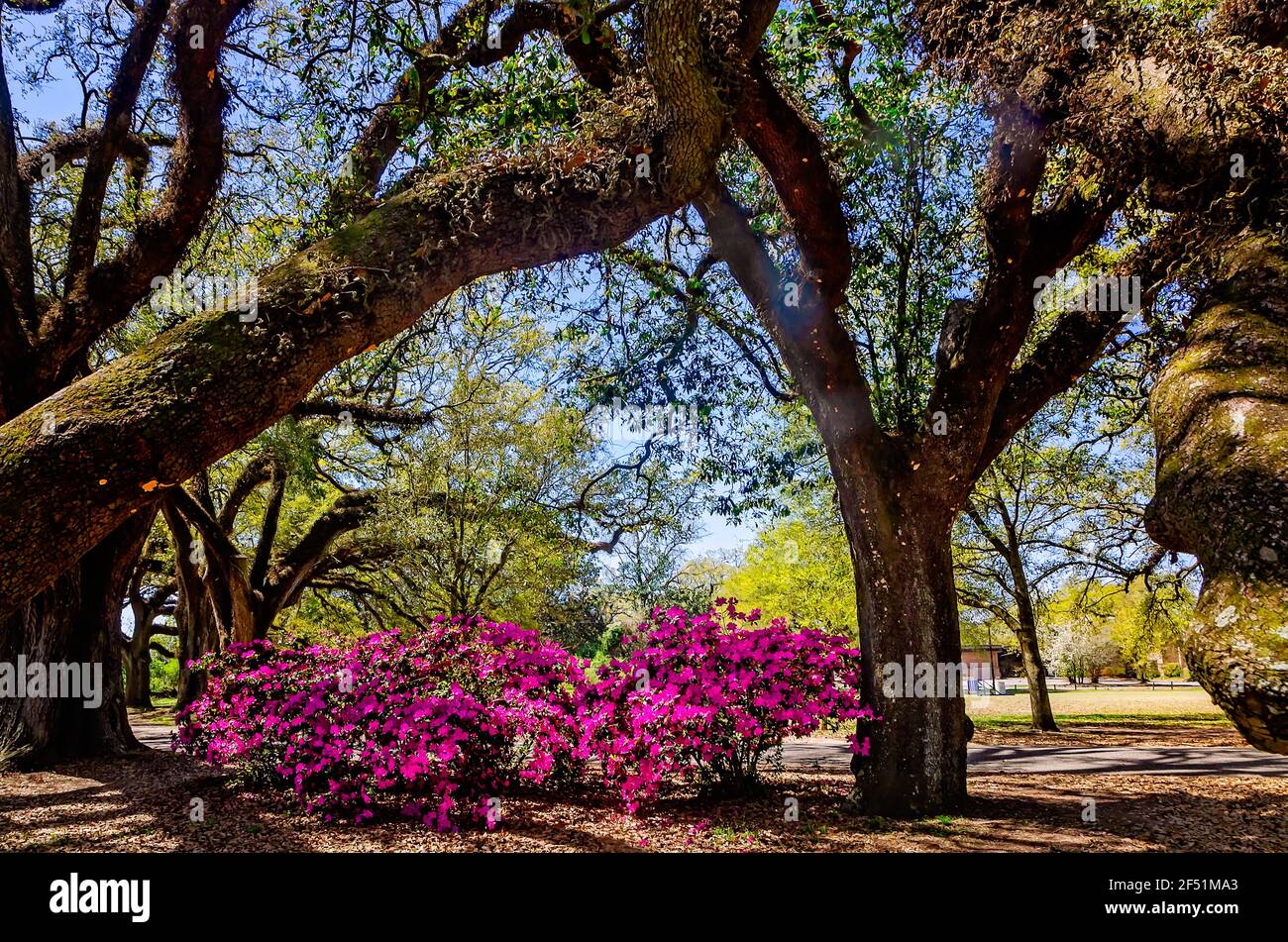 Pink azaleas bloom along the Avenue of Oaks at Spring Hill College, March 21, 2021, in Mobile, Alabama. Mobile is known as the Azalea City. Stock Photo