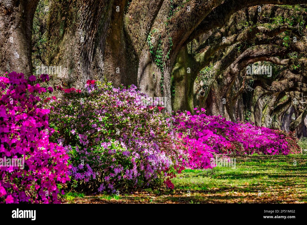 Pink azaleas bloom along the Avenue of Oaks at Spring Hill College, March 21, 2021, in Mobile, Alabama. Mobile is known as the Azalea City. Stock Photo