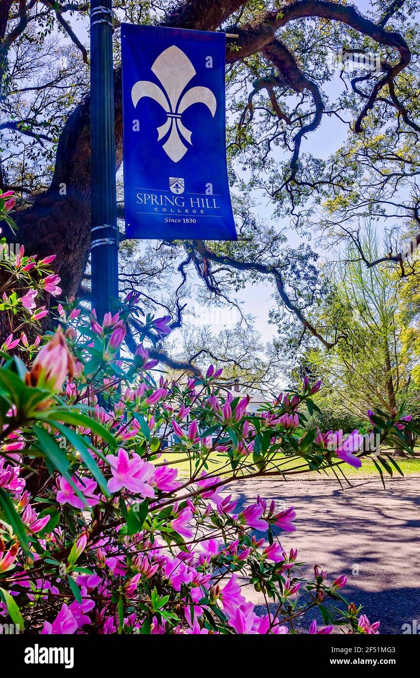 Pink azaleas bloom along the Avenue of Oaks at Spring Hill College, March 21, 2021, in Mobile, Alabama. Stock Photo