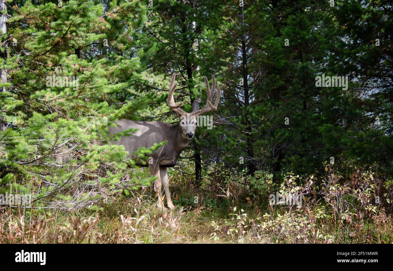 Trophy mule deer buck, 8 point in velvet. Wild majestic deer in natural outdoor setting. Large 8 point deer with antlers in velvet. Stock Photo