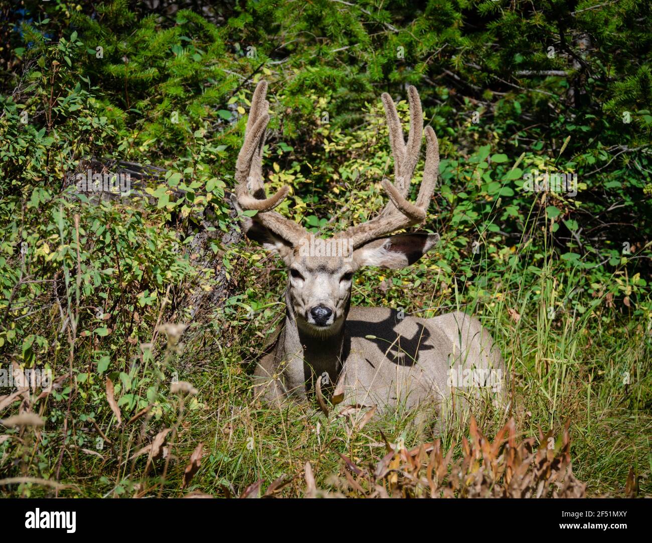 Trophy mule deer buck, 8 point in velvet. Wild majestic deer in natural outdoor setting. Large 8 point deer with antlers in velvet. Stock Photo