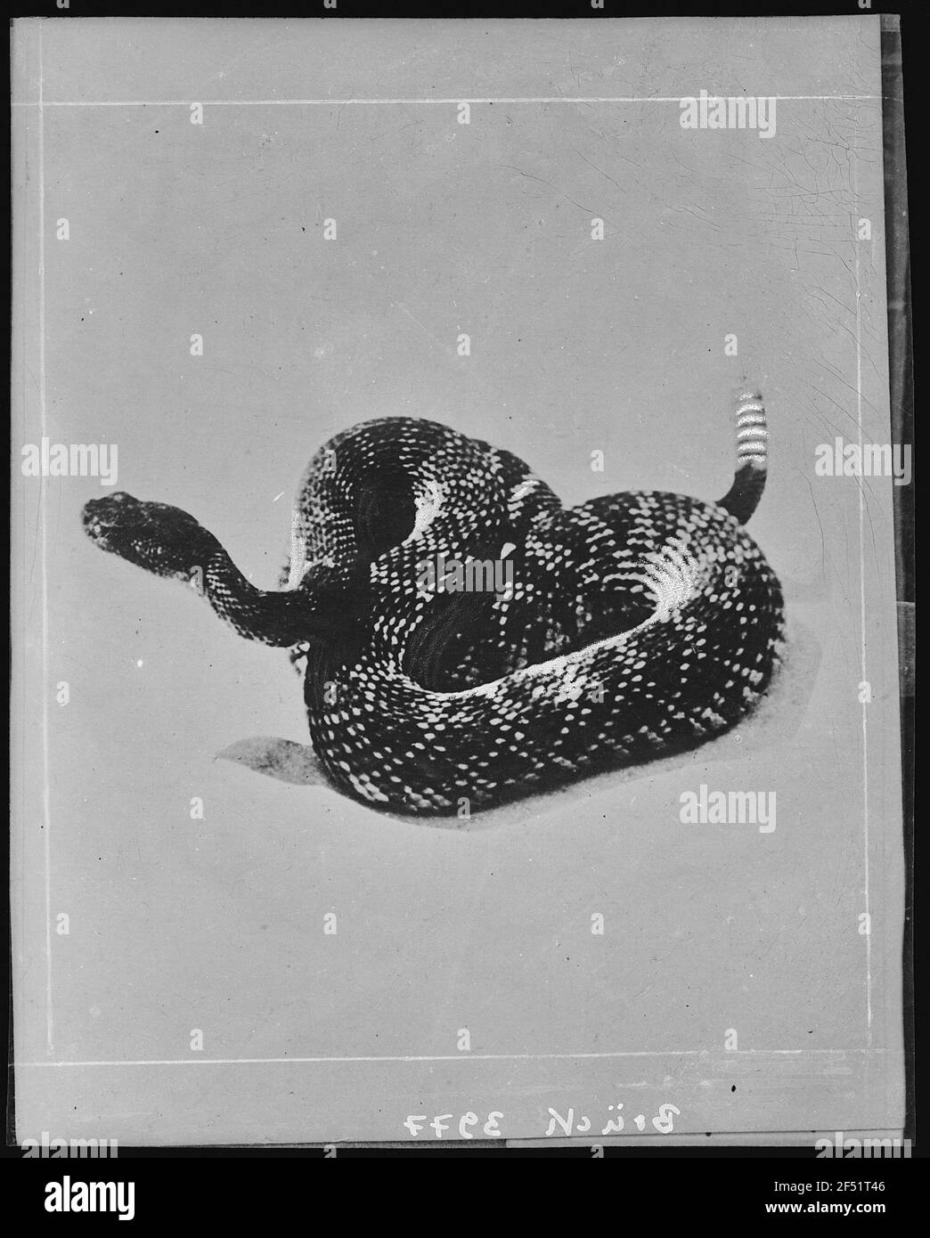 Reptile species behavior Black and White Stock Photos & Images - Alamy
