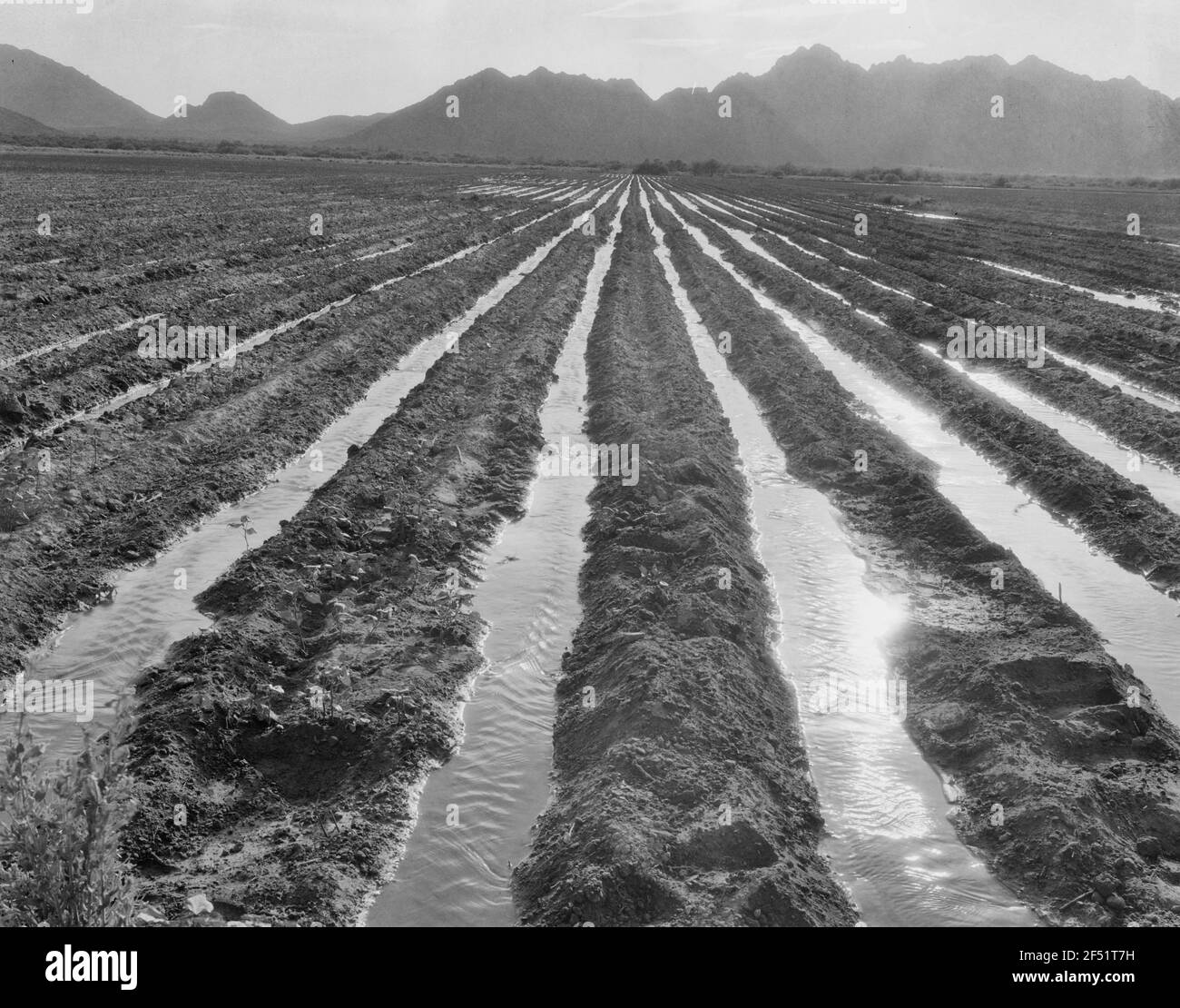 Irrigated field of cotton seventy miles from Phoenix, Arizona - May 1937 Stock Photo