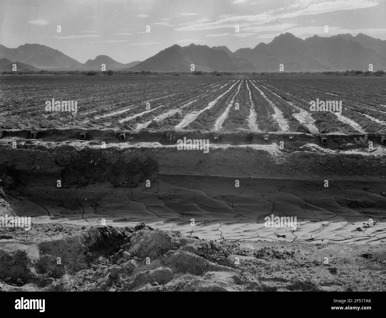 Irrigated fields of Acala cotton seventy miles from Phoenix, Arizona, May 1937 Stock Photo