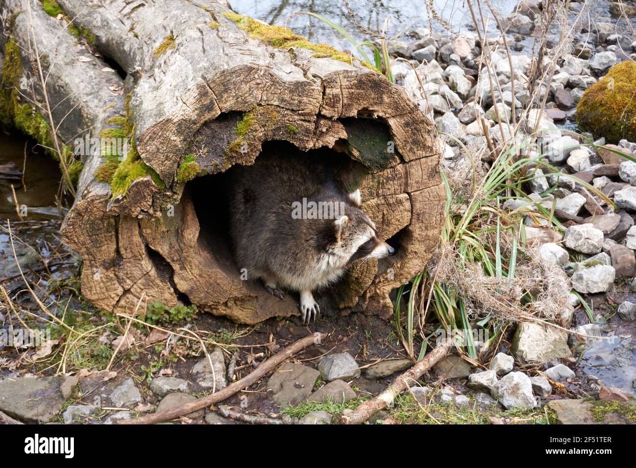 Fallen Racoon Raccoon outdoors near tree hi-res stock photography and images - Alamy