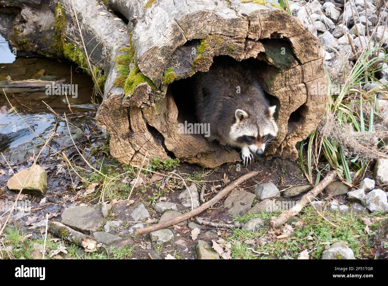 Fallen Racoon Raccoon outdoors near tree hi-res stock photography and images - Alamy